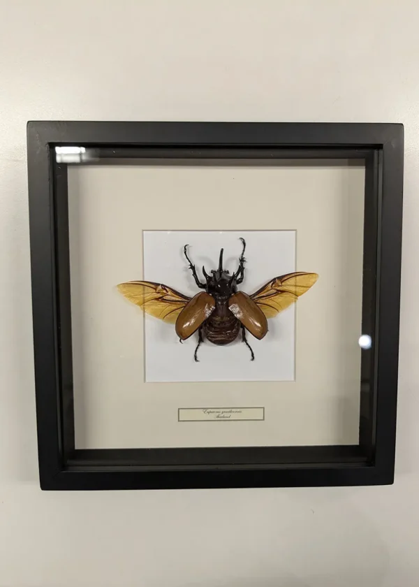 Succubus Curiosities Antenna Rhino Beetle Black Frame