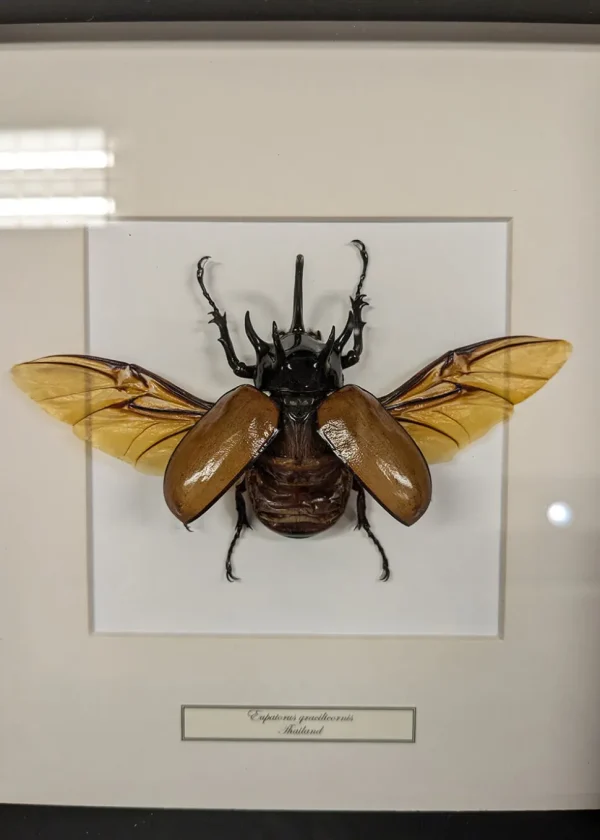 Succubus Curiosities Antenna Rhino Beetle Black Frame