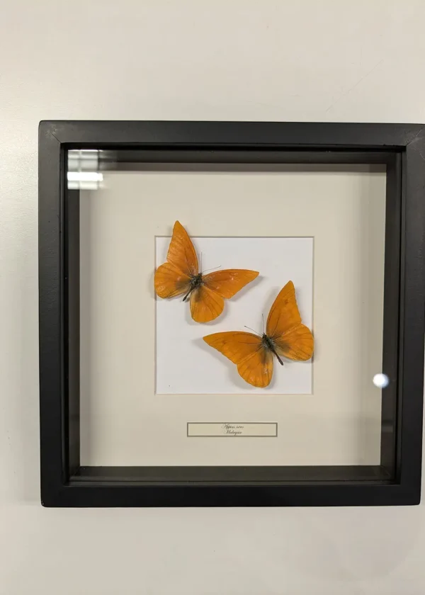 Succubus Curiosities Appias Nero 2 Butterflies Frame Black