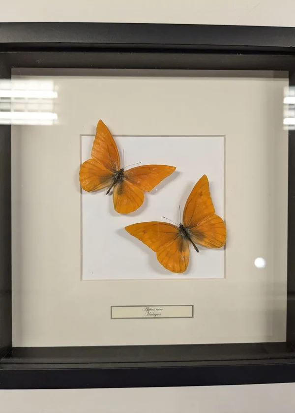 Succubus Curiosities Appias Nero 2 Butterflies Frame Black