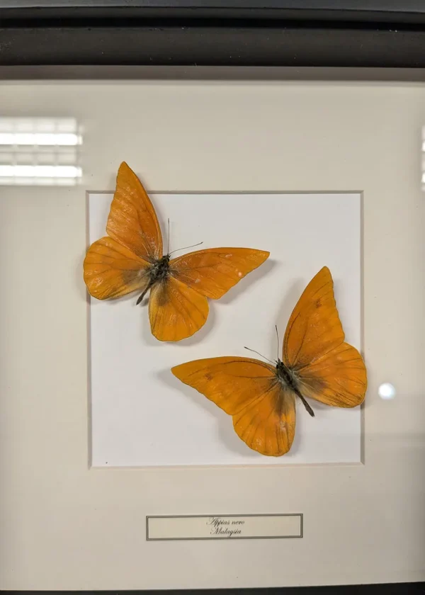 Succubus Curiosities Appias Nero 2 Butterflies Frame Black