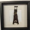Succubus Curiosities Bat Hanging in Frame