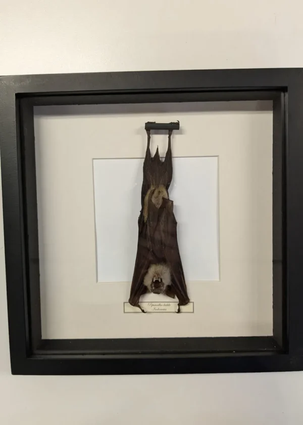 Succubus Curiosities Bat Hanging in Frame