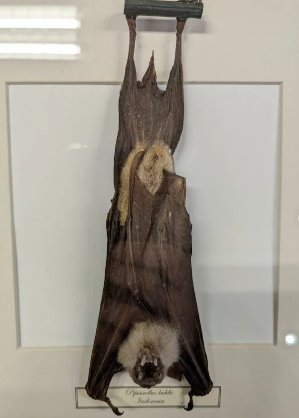 Succubus Curiosities Bat Hanging in Frame