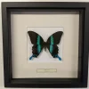 Succubus Curiosities Blumei Butterfly Frame