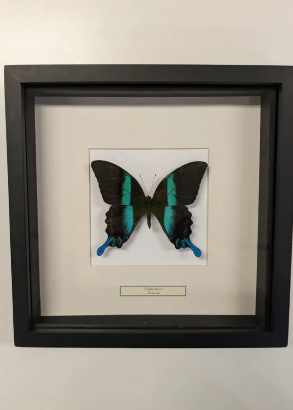 Succubus Curiosities Blumei Butterfly Frame