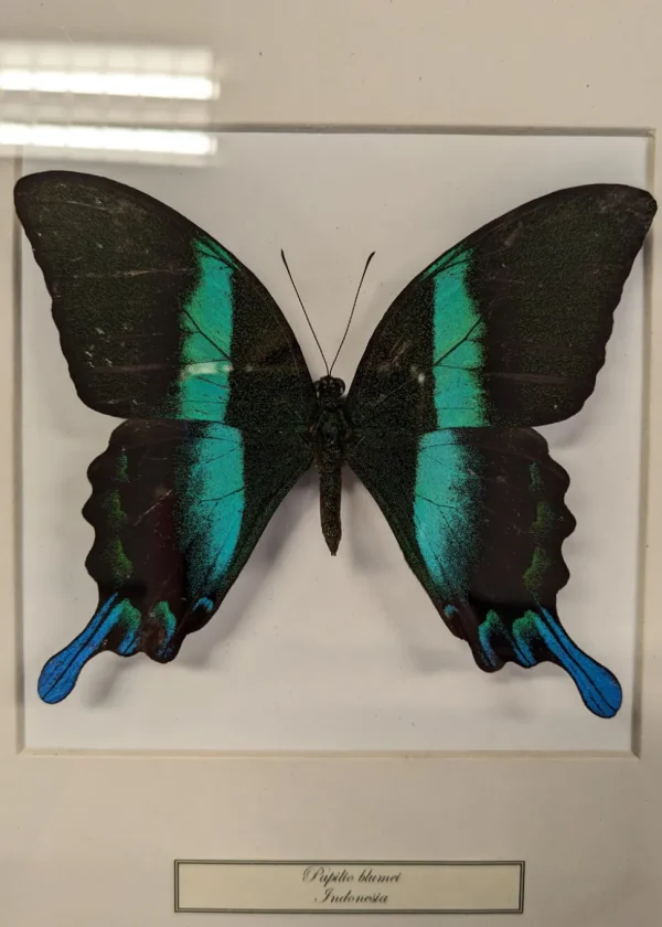 Succubus Curiosities Blumei Butterfly Frame