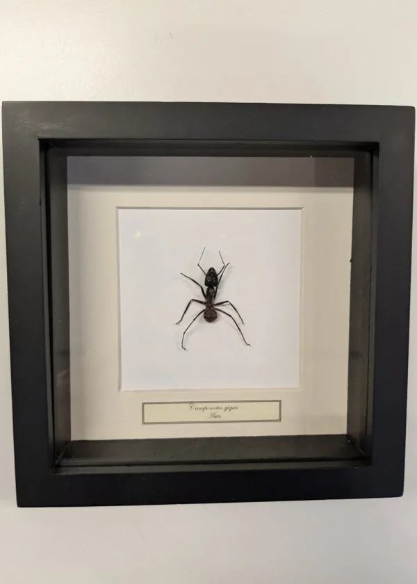 Succubus Curiosities Giant Ant in Frame