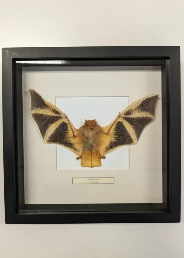 Succubus Curiosities Golden Bat Frame