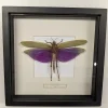 Succubus Curiosities Grasshopper Black Frame