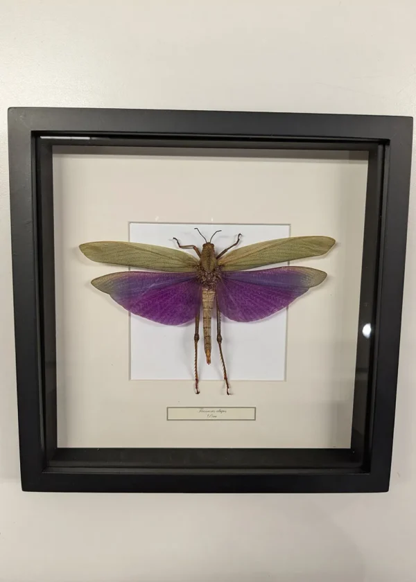 Succubus Curiosities Grasshopper Black Frame
