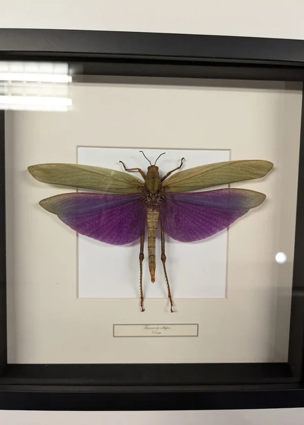 Succubus Curiosities Grasshopper Black Frame