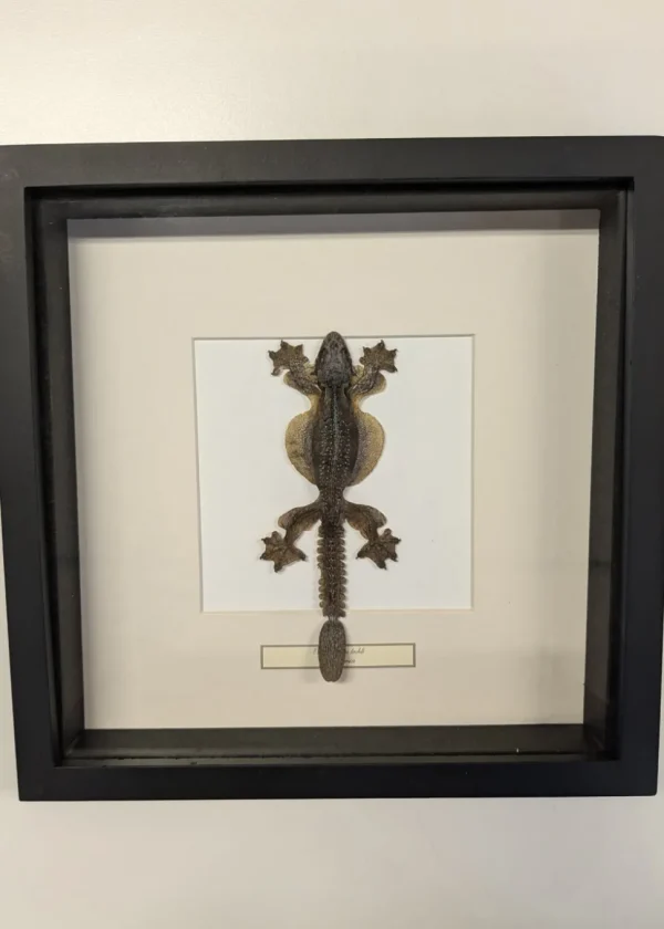 Succubus Curiosities Lizard in Frame