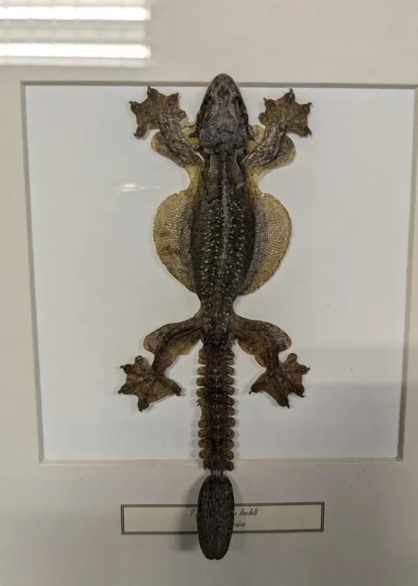 Succubus Curiosities Lizard in Frame
