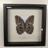 Succubus Curiosities Owl Butterfly Black Frame
