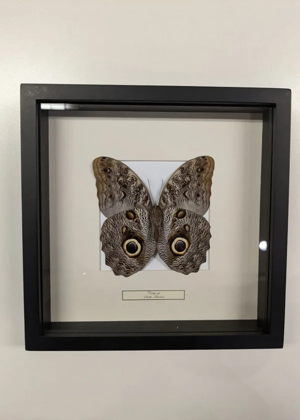 Succubus Curiosities Owl Butterfly Black Frame