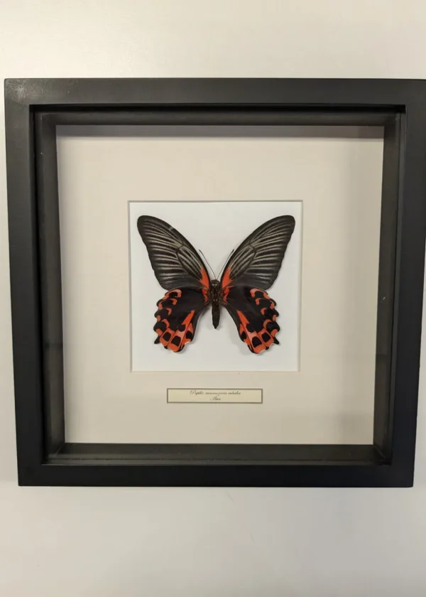 Succubus Curiosities Red Mormon Butterfly in Frame