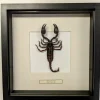 Succubus Curiosities Scorpion Frame