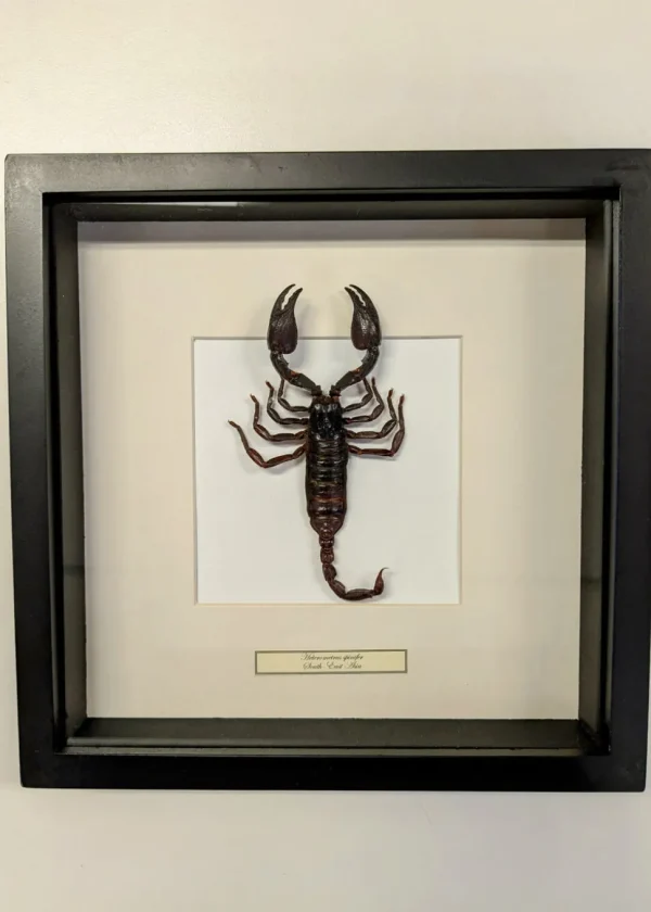 Succubus Curiosities Scorpion Frame