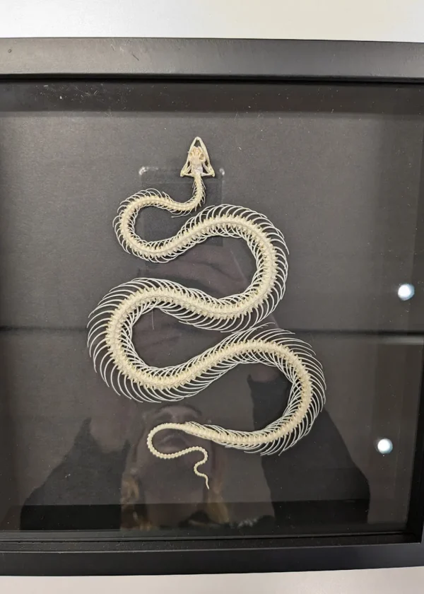 Succubus Curiosities Snake Skeleton Black Frame