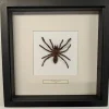 Succubus Curiosities Tarantula Frame