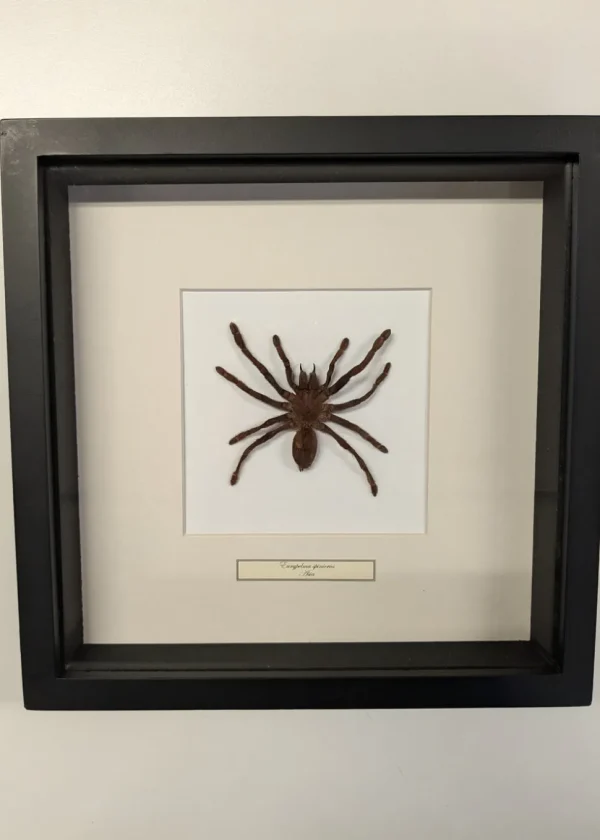 Succubus Curiosities Tarantula Frame