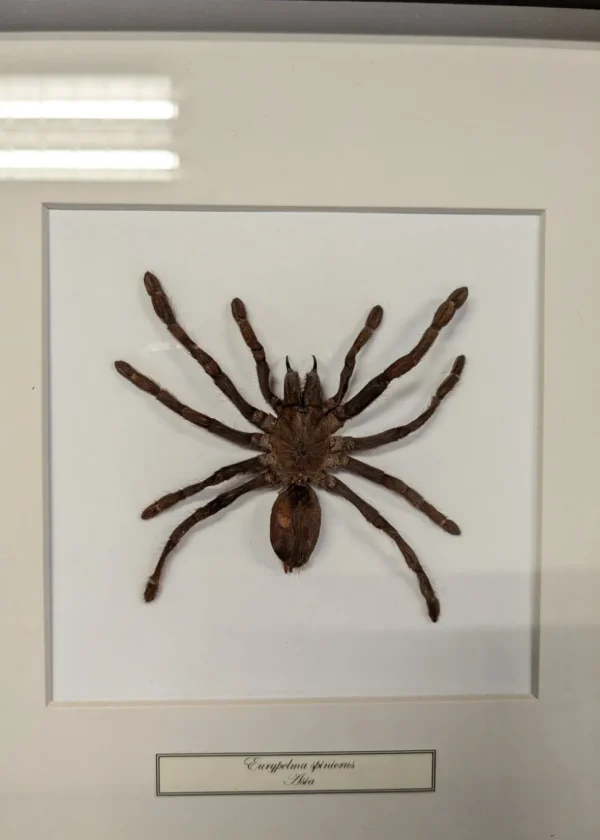 Succubus Curiosities Tarantula Frame