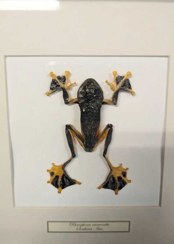 Succubus Curiosities Tree Frog in Frame