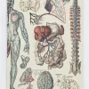 Succubus Home Anatomy: Vascular Hardcover Notebook
