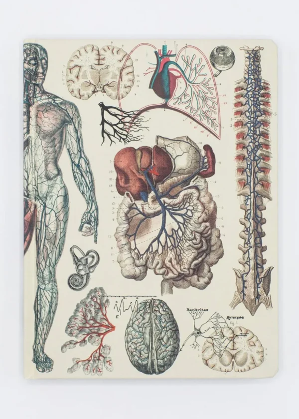 Succubus Home Anatomy: Vascular Hardcover Notebook
