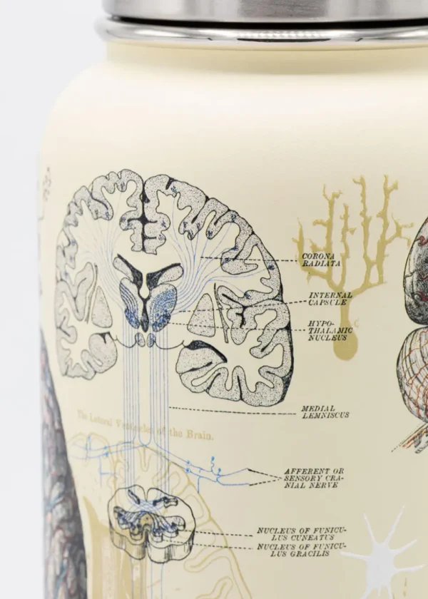 Succubus Home Brain & Neuroscience Stalen 950ml Thermosfles